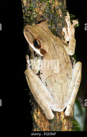 A testa piatta treefrog bromeliad (Osteocephalus planiceps) su un ramo della foresta pluviale, provincia di Pastaza, Ecuador Foto Stock