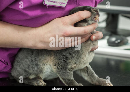 Sanità veterinaria controllo odontoiatria Foto Stock