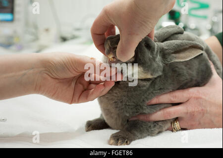 Veterinario coniglio dental health check Foto Stock