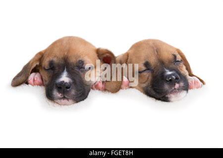 Boxer Labrador Retriever cuccioli di dormire su sfondo bianco Foto Stock