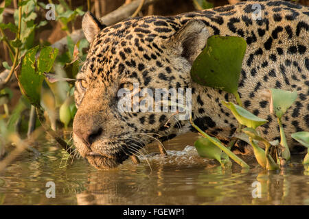 Un maschio selvatico jaguar scivola nell'acqua del fiume Cuiaba del Pantanal, Brasile. Foto Stock