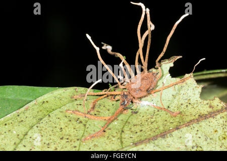 Corpi fruttiferi di Cordyceps funghi che crescono al di fuori di un ragno infestati in Amazzonia ecuadoriana Foto Stock