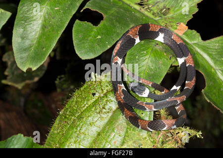 Catesbey la lumaca-eater (Dipsas catesbeyi) nel sottobosco della foresta pluviale, provincia di Pastaza, Ecuador Foto Stock