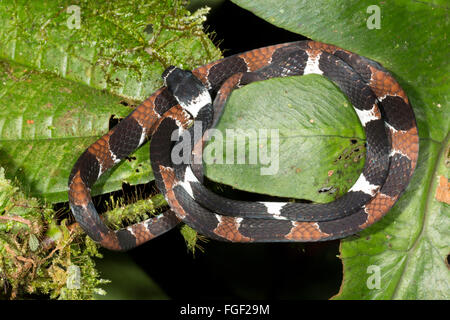 Catesbey la lumaca-eater (Dipsas catesbeyi) nel sottobosco della foresta pluviale, provincia di Pastaza, Ecuador Foto Stock