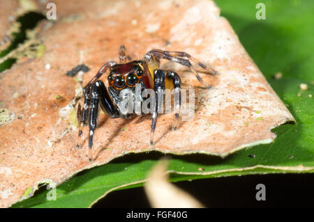 Jumping spider, Famiglia Salticidae, guardando la telecamera, provincia di Pastaza, Ecuador Foto Stock