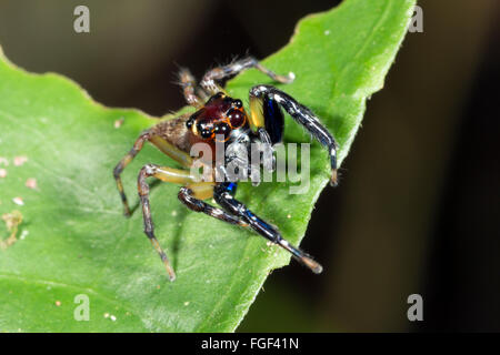 Jumping spider, Famiglia Salticidae, guardando la telecamera, provincia di Pastaza, Ecuador Foto Stock