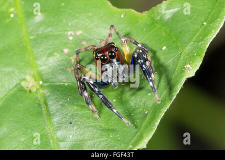 Jumping spider, Famiglia Salticidae, guardando la telecamera, provincia di Pastaza, Ecuador Foto Stock