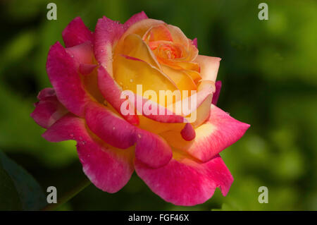 Rosa, Rosa amore & Pace tè ibrido, Foto Stock