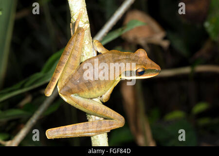 Fiume Quacking Frog (Hypsiboas lanciformis) appollaia nel sottobosco della foresta pluviale, provincia di Pastaza, Ecuador Foto Stock