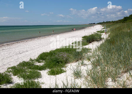 Spiaggia di sabbia e dune di sabbia, Skanör Falsterbo, Falsterbo Penisola, Skåne (Scania), a sud della Svezia, Svezia, Scandinavia, Europa Foto Stock