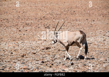 Gemsbok a piedi attraverso un stoney area nel deserto del Namib Foto Stock