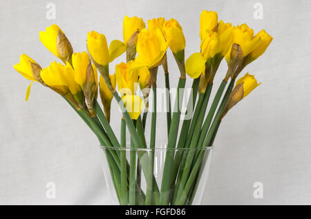 Dettaglio di Yellow Daffodils immagine Foto Stock