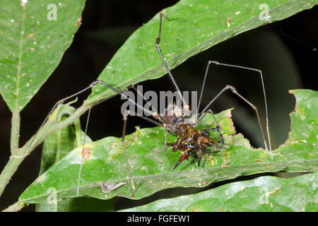 Gigante harvestman tropicale (Phalangid) alimentazione su un ragno spinoso (Micranthena sp.) nella foresta pluviale, provincia di Pastaza, Ecuador Foto Stock