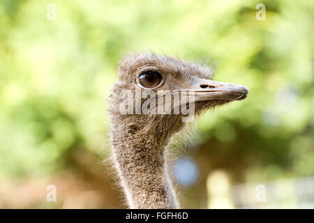 testa dello struzzo Foto Stock