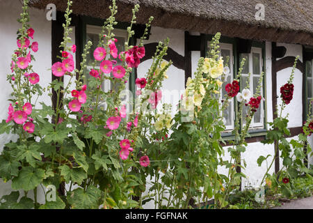 Hollyhocks nella parte anteriore del tradizionale svedese cottage con il tetto di paglia, Arild, penisola Kulla, Skåne, sud della Svezia, Svezia, Europa Foto Stock