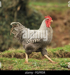 Gallo Foto Stock