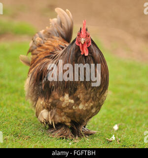 Il cioccolato Pekin pollo Foto Stock