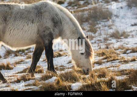 Wild Horse mangiare erba nella neve. Foto Stock