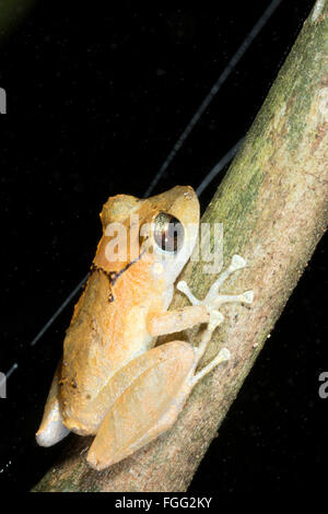 Kichwa pioggia (Rana Pristimatis kichwarum) nella foresta pluviale, provincia di Pastaza, Ecuador Foto Stock
