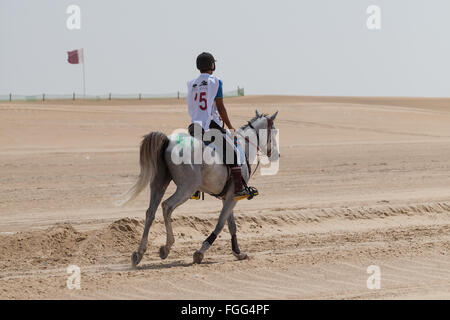 Cavallo e cavaliere competere in corse endurance, CHI Al Shaqab 2014. Bandiera del Qatar in distanza. Foto Stock