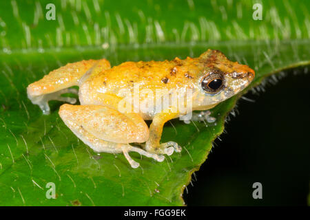 Arancio-groined pioggia (rana Pristimantis croceoinguinis) nel sottobosco della foresta pluviale, provincia di Pastaza, Ecuador Foto Stock