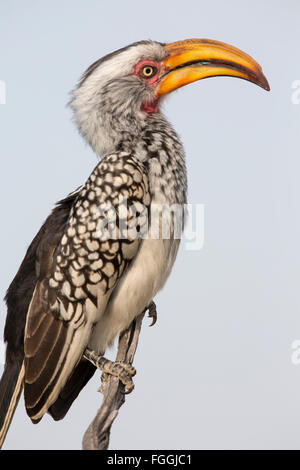 Southern Yellow-fatturati hornbill (Tockus leucomelas) Foto Stock