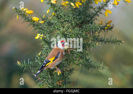 Cardellino Carduelis carduelis appollaiato sulla fioritura gorse Foto Stock