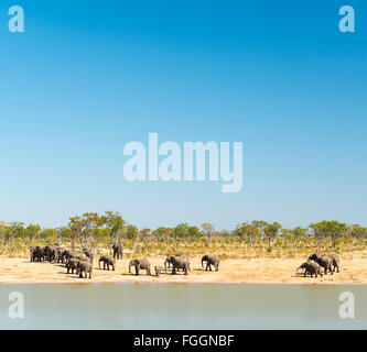 Una mandria di elefanti in corrispondenza di un foro di irrigazione in Botswana, Africa con cielo blu chiaro al di sopra Foto Stock