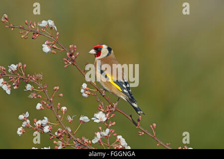 Cardellino Carduelis carduelis nel tardo inverno sul prugna Fiore Foto Stock