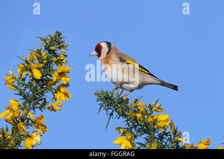 Cardellino Carduelis carduelis appollaiato sulla fioritura gorse Foto Stock