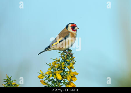 Cardellino Carduelis carduelis appollaiato sulla fioritura gorse Foto Stock