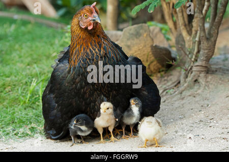 Chioccia con pulcini che si nasconde sotto il suo. Uganda. Foto Stock