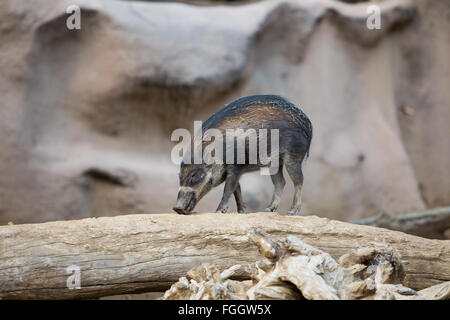 Miniatura cinghiale su un log in cerca di cibo. Foto Stock