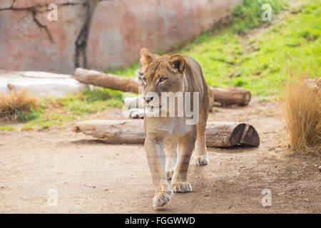 Leonessa femmina rilassante con nessun problema ad un parco di safari in cattività. Foto Stock