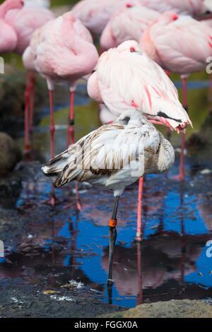 Fenicotteri rosa in acqua con altri uccelli in un grande parco in California. Foto Stock