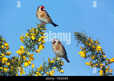 Un paio Goldfinches Carduelis carduelis in inverno arroccato sulla gola fiorita Foto Stock