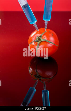 Organismi geneticamente modificati il pomodoro verdure vaccino su sfondo rosso Foto Stock