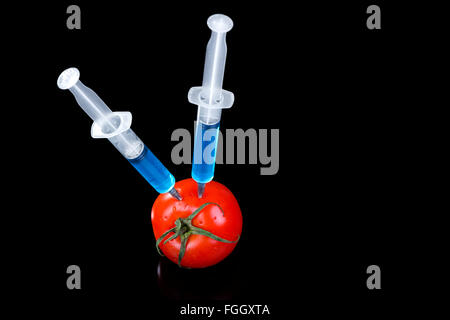 Organismi geneticamente modificati il pomodoro verdure vaccino su sfondo nero Foto Stock