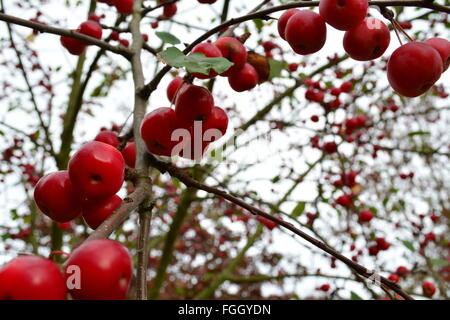 Coppia perfetta e crabapples rosso Foto Stock