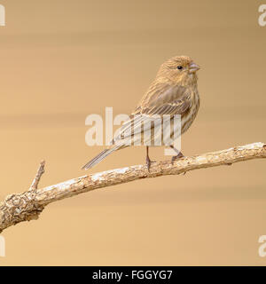 Casa femmina Finch wild songbird appollaiato su un ramo di albero Foto Stock