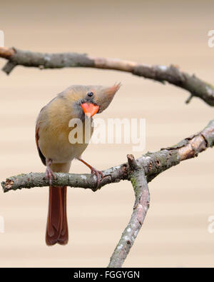 Femmina cardinale settentrionale selvaggio songbird Cardinalis cardinalis appollaiato su un ramo mentre guarda giù - comunemente chiamato un redbird Foto Stock