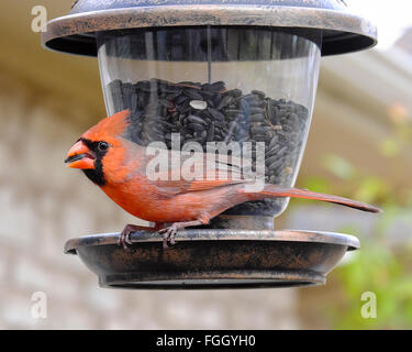 Maschio Cardinale Cardinalis cardinalis selvatico songbird mangiare olio nero semi di girasole in un cortile birdfeeder e comunemente chiamato un redbird Foto Stock