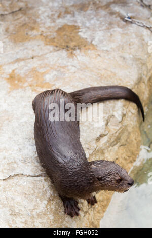 Dopo il nuoto, questo sea otter appoggia e si asciuga fuori dall essere bagnato. Foto Stock