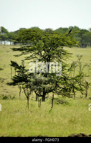 Nero-chested snake eagle nel Serengeti Foto Stock