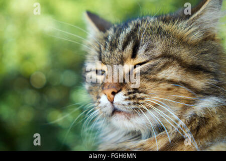 Muso contenti di strizzare gli occhi cat, primo piano Foto Stock