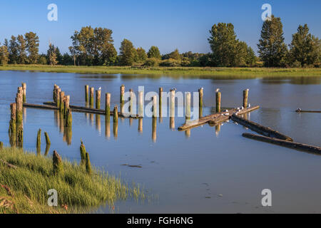 Vecchio palificazioni in Fraser Fiume. Richmond BC, Canada. Foto Stock