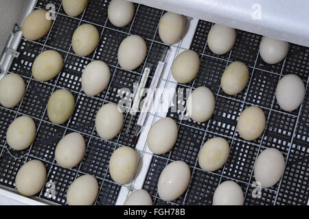 Incubatore per una conclusione di polli, Piccole anatre e oche. Attrezzature per un uso domestico. Foto Stock