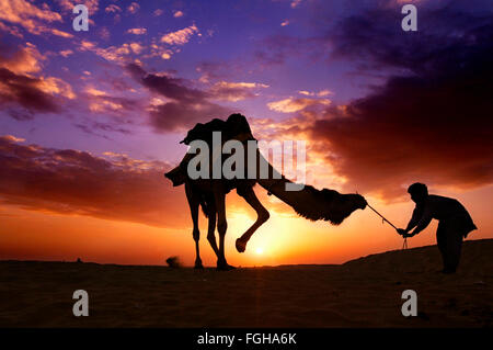 Tramonto del cammello Foto Stock