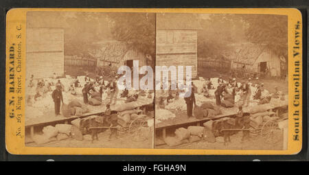 Una fotografia di George N. Barnard che mostra i lavoratori che preparano le sine di cotone nella piantagione di Alex. Knox vicino Charleston, Carolina del Sud, riflettendo il lavoro agricolo dell'epoca. Foto Stock