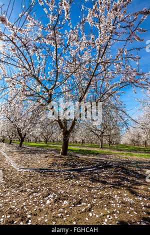 Un California frutteto mandorli in fiore in primavera del 2016 nella valle di San Joaquin nei pressi di Modesto Foto Stock